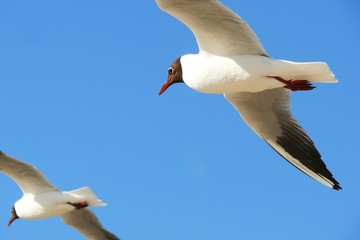 Mewa ptak Bałtyk niebo Morze Bałtyckie dziób mewy ptaki fruną rybitwa © jusiamastalerz