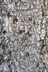 Brown Wood Bark Background/ Texture