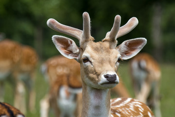 male deer on a meadow