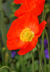 Fototapeta premium Flowers in Montreux park