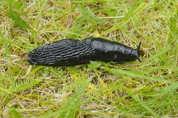 Black slug