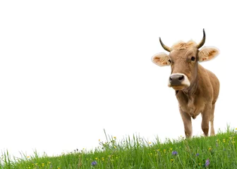 Fototapeten Kuh auf Gras © linda_vostrovska