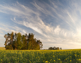 Wiosenne pole w Polsce