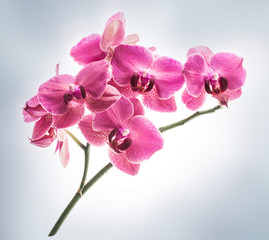 Fototapeta na wymiar Orchid flowers on grey background