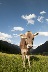 Fototapeta na wymiar Neugierige Kuh in den Österreichischen Alpen