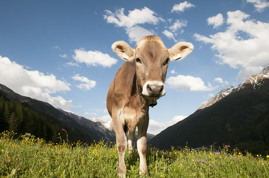 Neugierige Kuh in den Österreichischen Alpen
