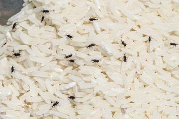 Weevil destroys rice