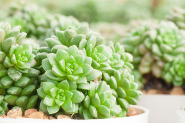 Mini cactus