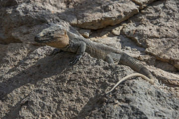 Gallotia stehlini  - Grand Canaria