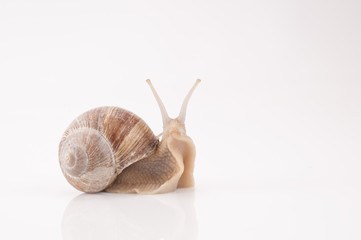 Weinbergschnecke