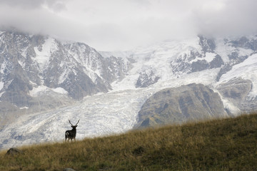 Red deer (Cervus elaphus) with glaciers and in rut. © andreanita