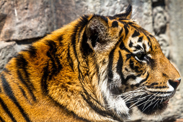 Bengal tiger