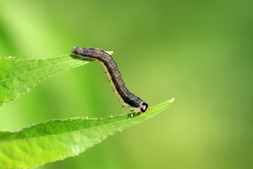 Sawfly Caterpillar