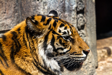 Bengal tiger