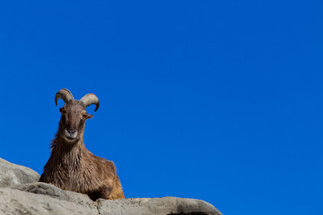 Himalayan Tahr sitting on a cliff