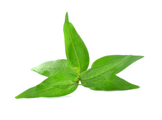 Obraz premium Leaves kesum or persicaria odorata