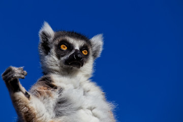 A Ring-tailed Lemur stares and holds his arm up