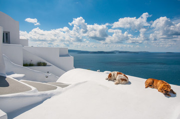 Dogs in Santorini