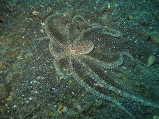 Oktopus
