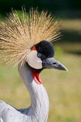 Common crane (Grus Grus)