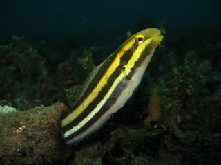 Schleimfisch in Flasche