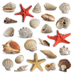 collection of seashells isolated on white background © chones
