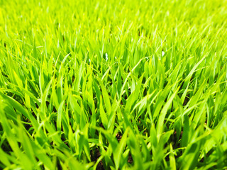 Fototapeta premium 苗床