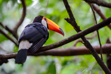 Toucan, National park Iguazu, Brazil