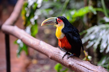Toucan, National park Iguazu, Brazil