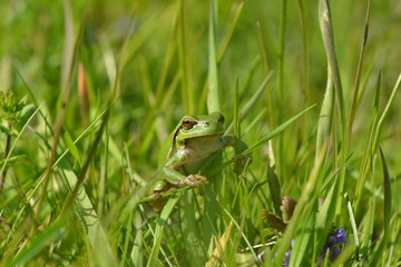 Laubfrosch
