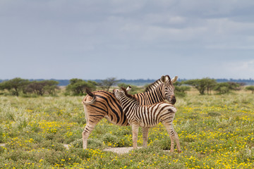 Young zebra and her mother