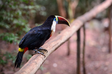 Toucan, National park Iguazu, Brazil