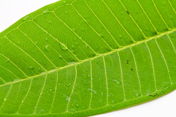 Leaves