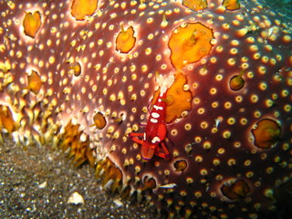 Imperator-Garnele auf Seegurke