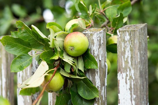 &Auml;pfel an einem Zweig