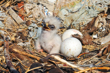 nestling and eggs Steppe Eagle