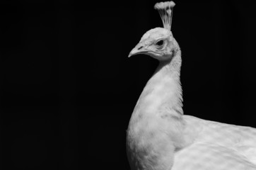 Портрет павлина