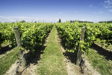 Green Vineyards