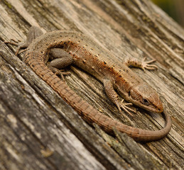 common lizard