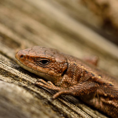 common lizard