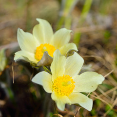 Fototapeta premium Forest primroses in Siberia, Alpine anemone