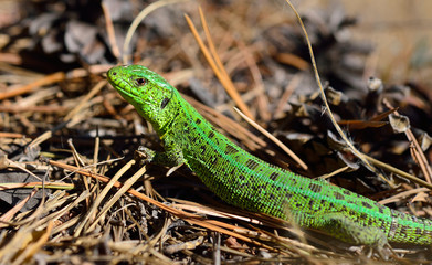 common lizard