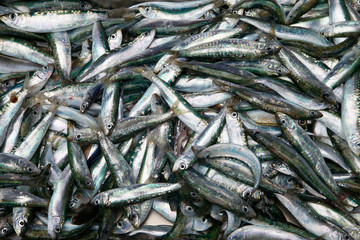 Fototapeta premium Raw fish.