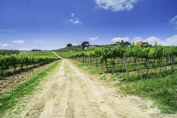 Fototapeta na wymiar Vineyards and farm road in Italy