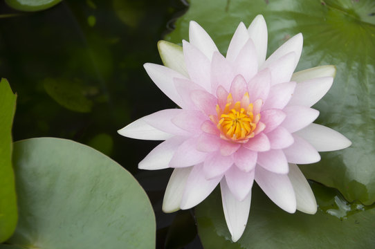 Fototapeta Pink water lily in nature.