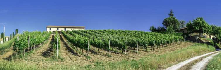 Fototapeta na wymiar Vineyards and farm road in Italy