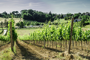 Fototapeta na wymiar Vine plantations and farmhouse in Italy
