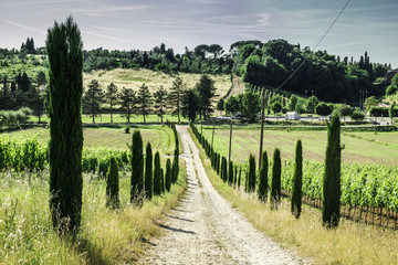 Vineyards and farm road in Italy