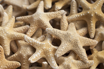Fototapeta premium Starfish and seashells souvenirs for sale