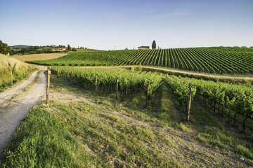 Vineyards in Tuscany